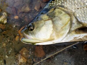 Aspe pêché au leurre souple Shad Impact