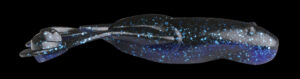 Keitech Noisy Flapper 413 Black Blue
