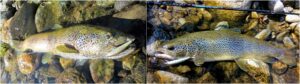 Trout Tune 5.5 HW