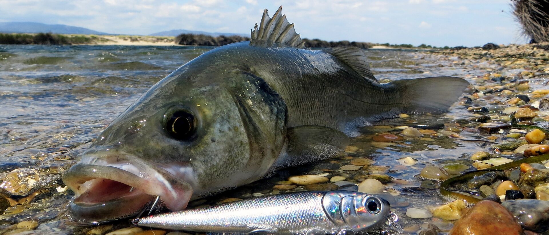 Comment pêcher le bar et le loup aux leurres de surface en mer