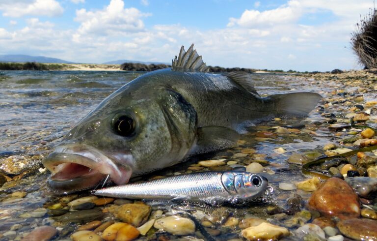 La pêche du loup en étang littoral