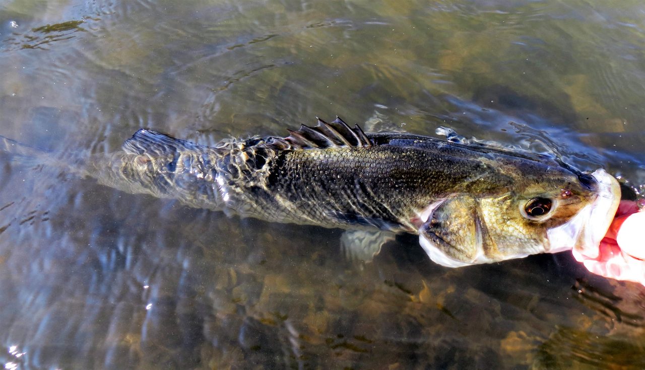 Catch and release
