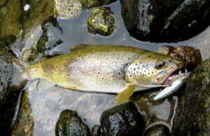 Trout Tune 5.5 HW en tête de courant