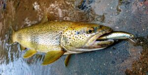 Trout Tune 5.5 HW sous une cascade