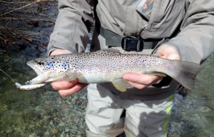 Trout Tune 5.5 HW en torrent