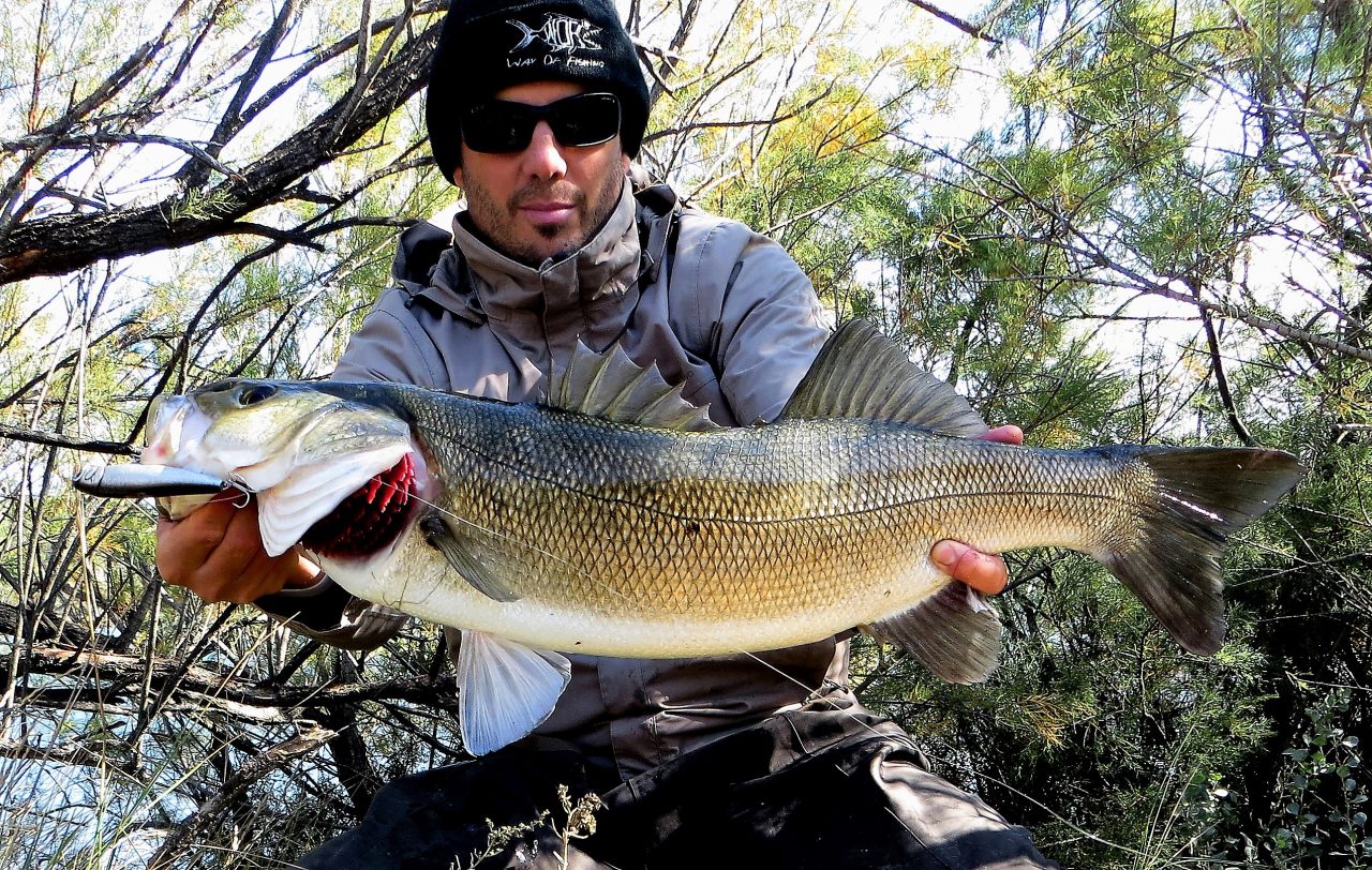 Un lunker au Chihuahua 110