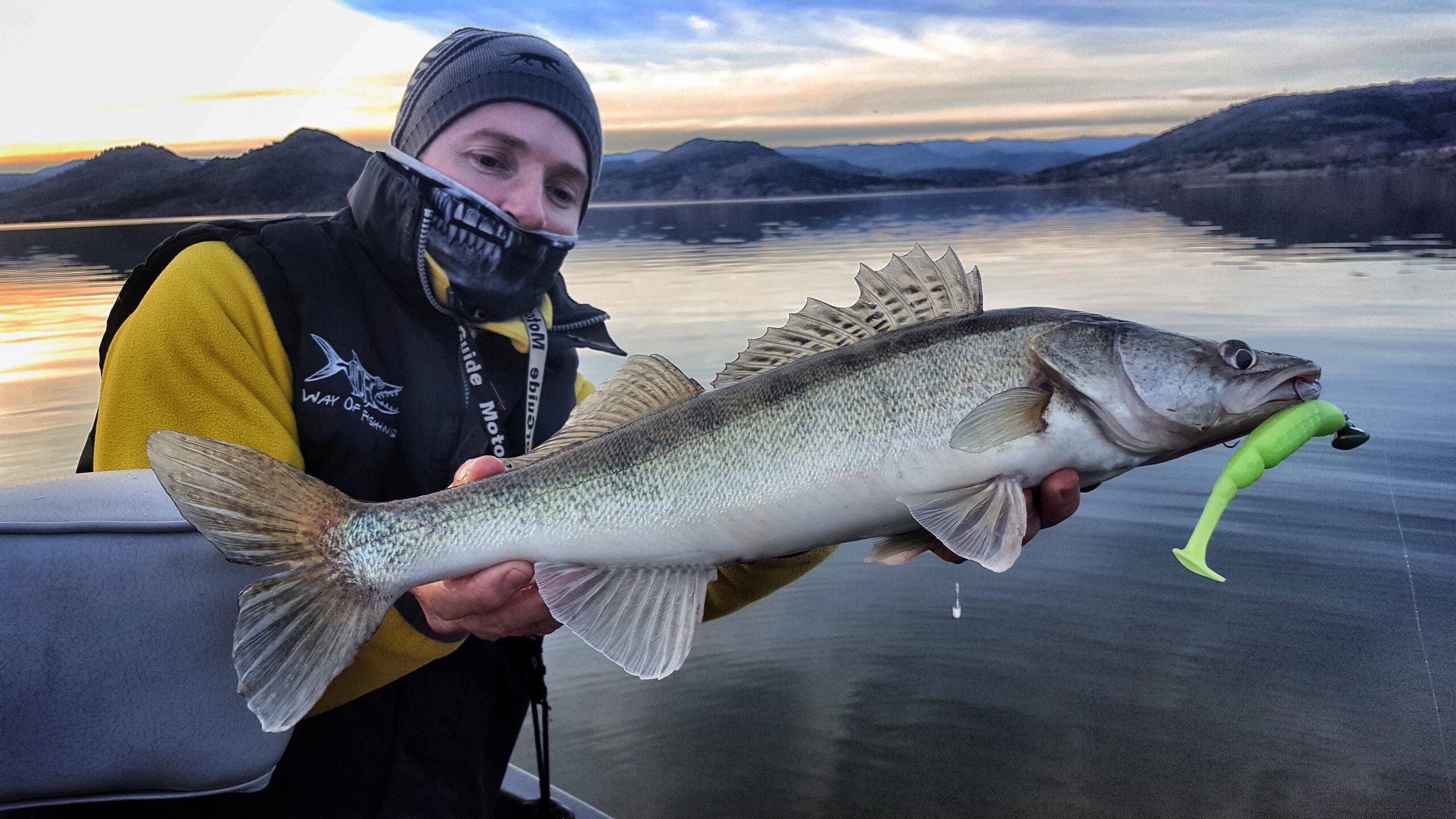 Bait breath tt Shad perche sandre brochet