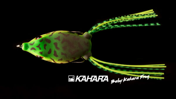 Baby Kahara Frog – Image 4