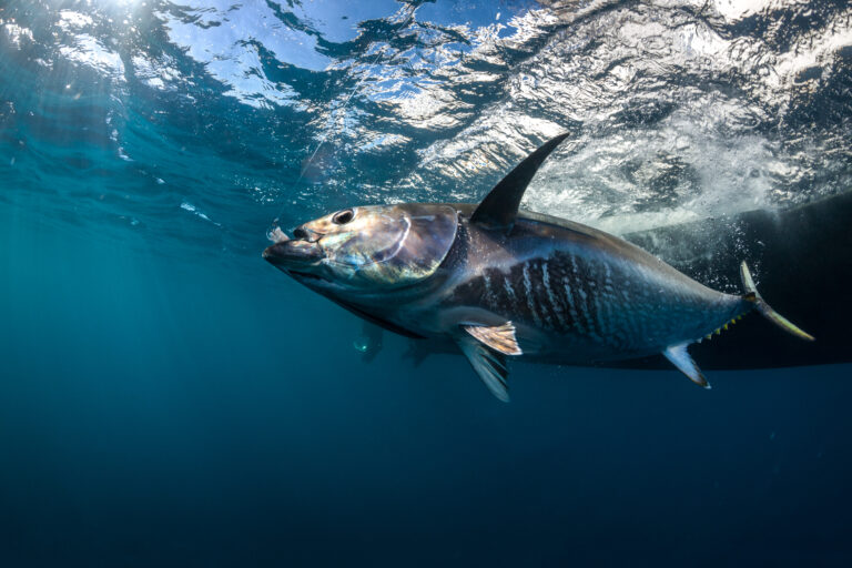 Le Pays Basque l'eldorado pour la pêche aux thons sur chasse !