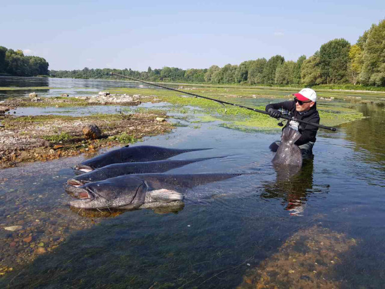 PECHE DES GROS SILURES : INTERVIEW NENAD GAJIC