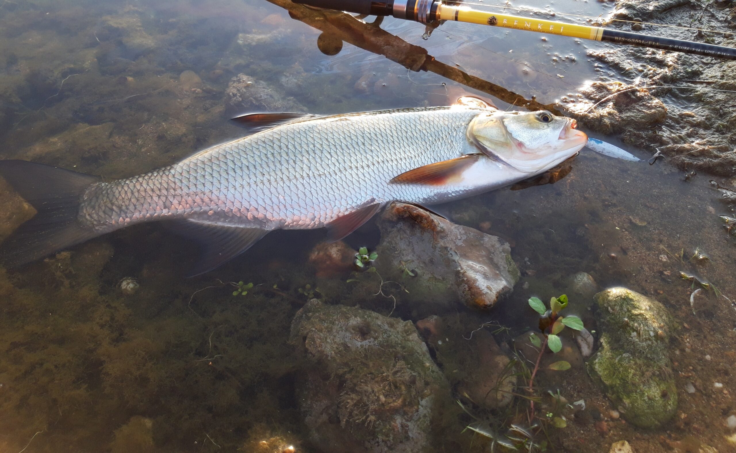 La pêche de l’aspe a vue en Loire