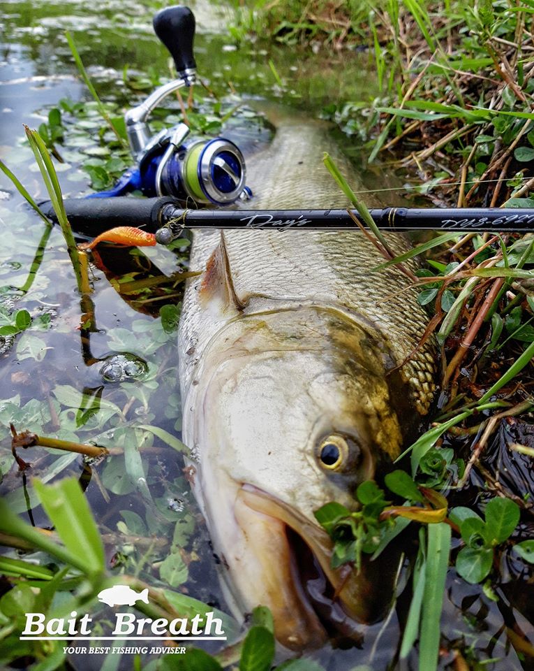 BAIT BREATH EGG TAIL
