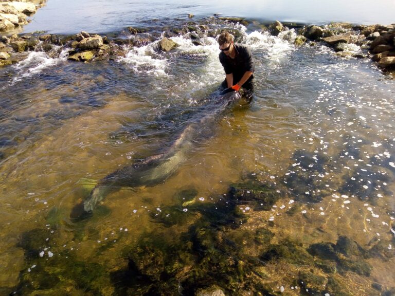 La pêche du silure au leurre du bord