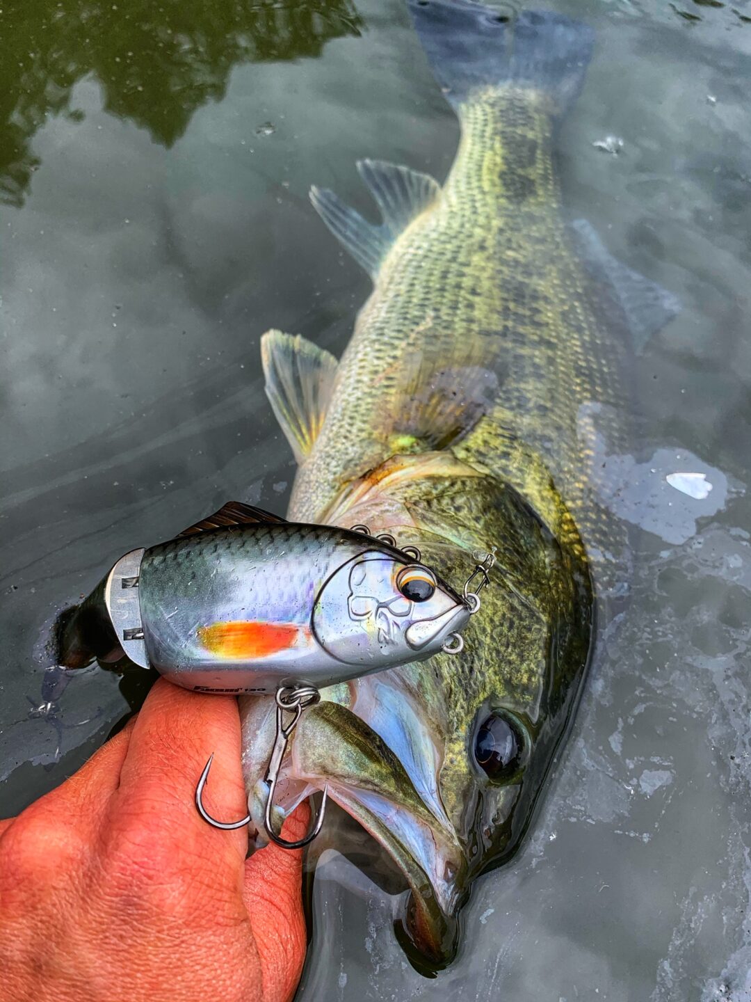 BASS FOCUS