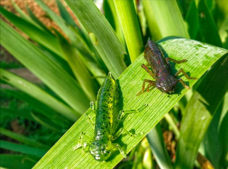 Grosses perches à l'insecte