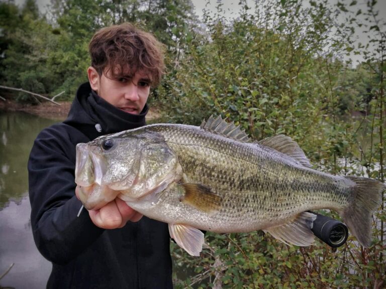 Comment s'attaquer aux Black bass