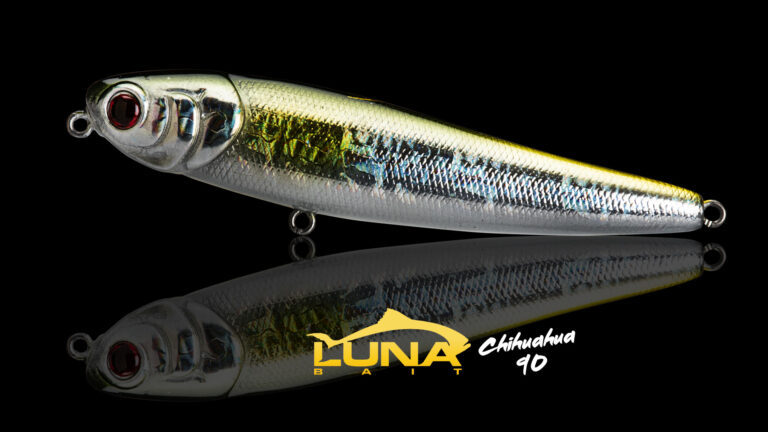 Chihuahua 90