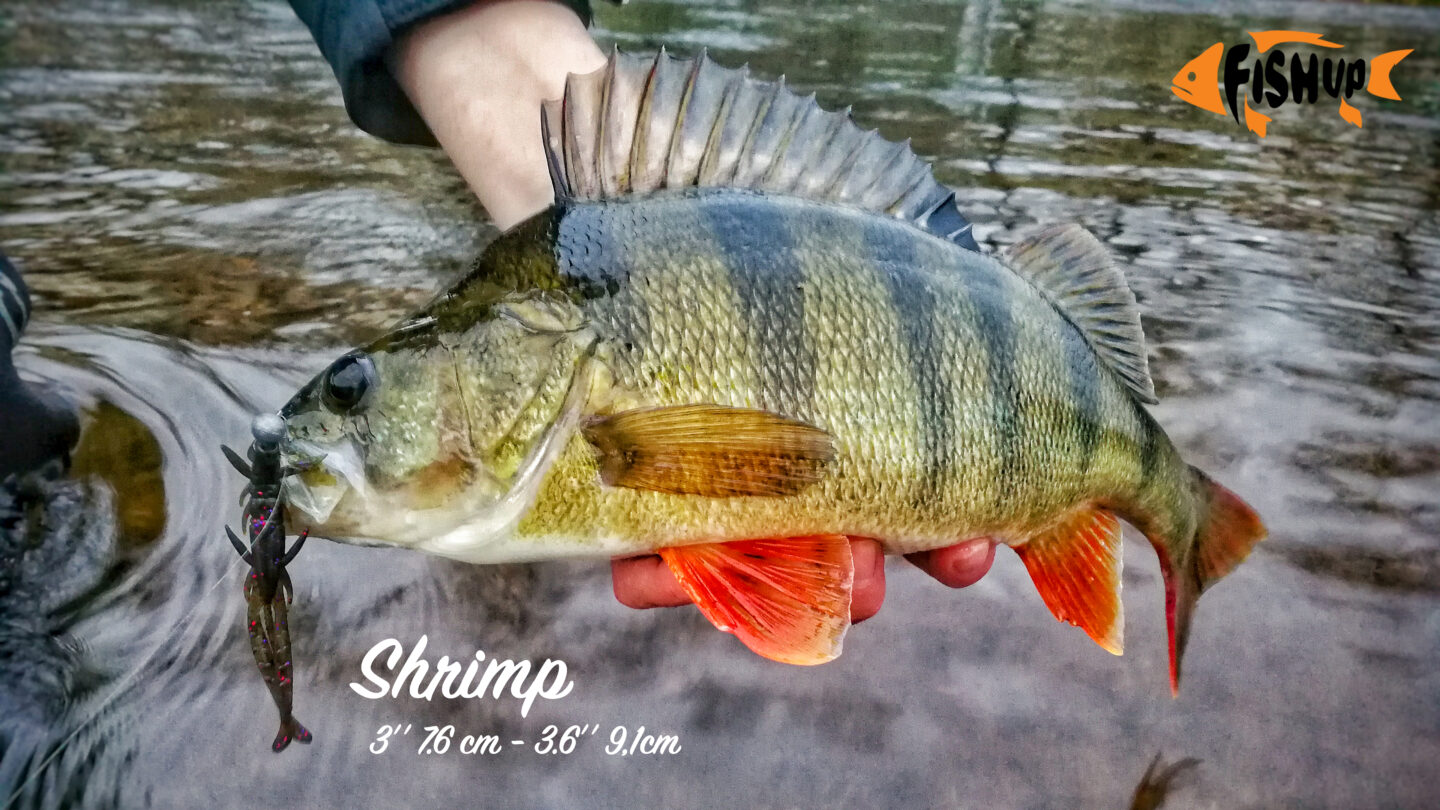Shrimp