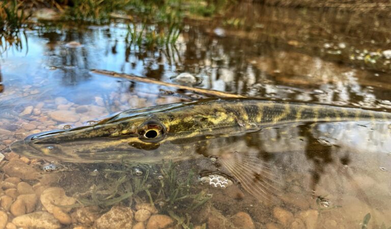 Le E.T Shad de chez Baitbreath