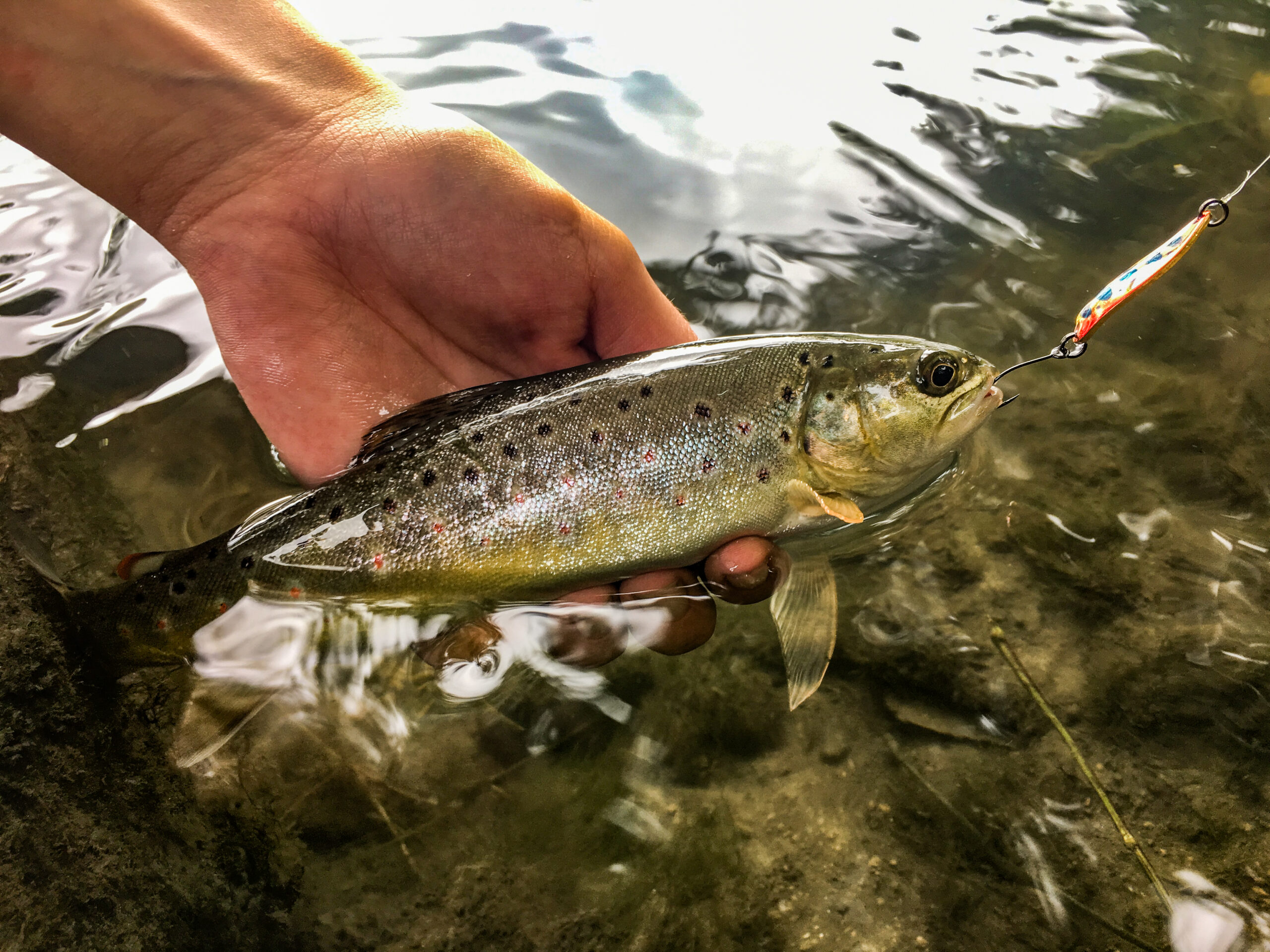 Quel matériel pour la pêche de la truite aux leurres souples en ruisseau ?