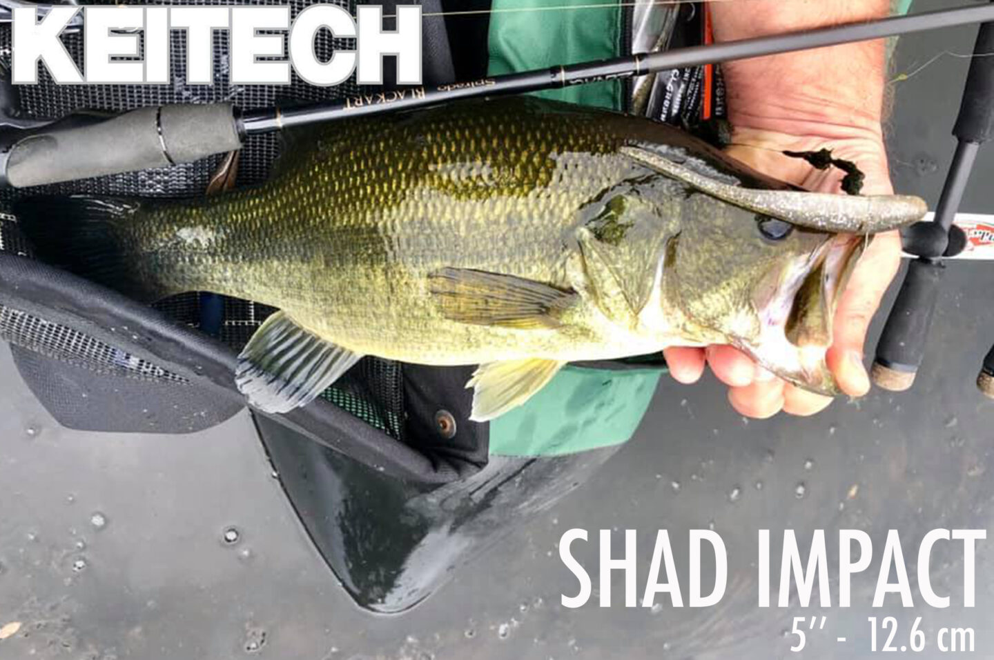 shad5