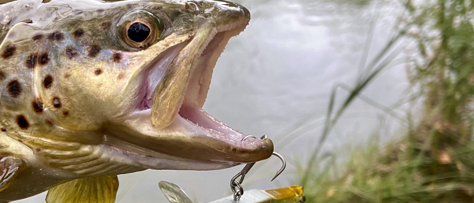 La pêche à la truite, la reine des disciplines - Nevers (58000)