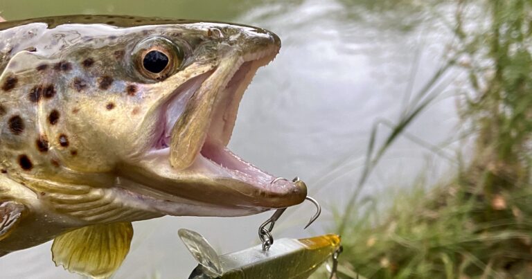 Pêche de la truite en fin de saison