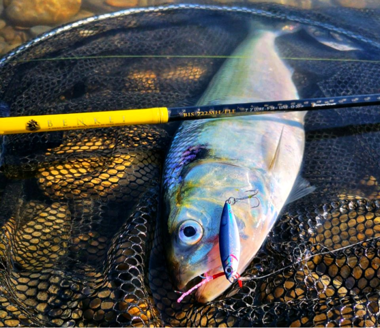 Pêche de l'alose en début de saison