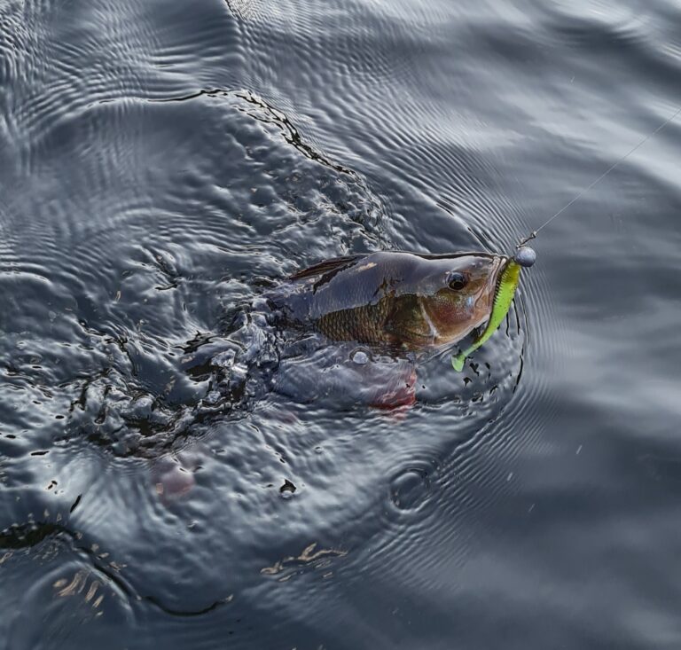 PECHE DE DEBUT DE SAISON EN LINEAIRE 4