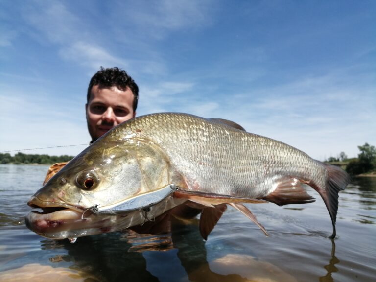 Pêche de l’aspe en kayak