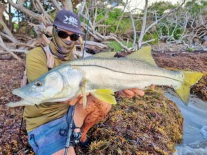 Snook au Jika Rig