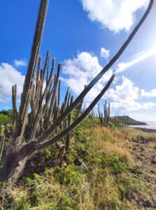 Cactus du Sud de la Martinique