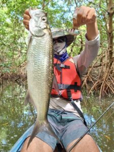 Pêche tarpon mangrove Martinique