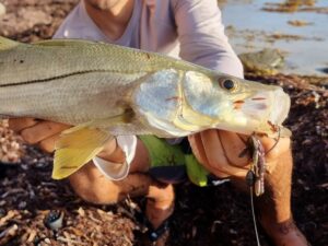 Snook sur Shrimp Fish Up