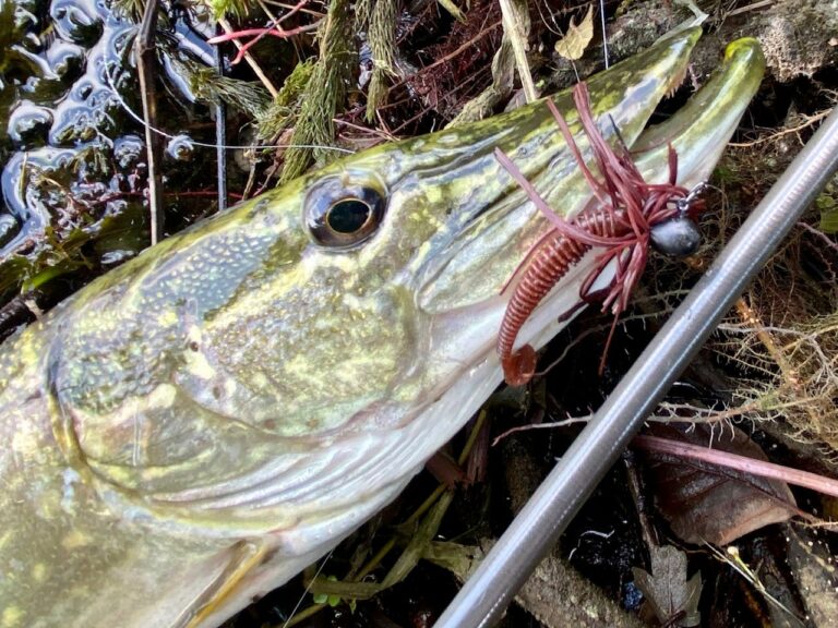 Session pré-fishing sur le CLAIN