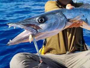 pêche barracuda guadeloupe
