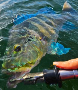Peacock Bass Bleu 2 Peacock Bass Bleu 2