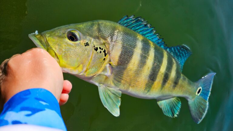 Peacock Bass Bleu : La découverte !
