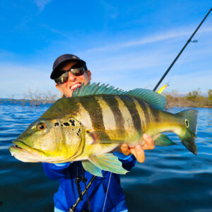 Peacock Bass Bleu Jackson Artist Peacock Bass Bleu Jackson Artist