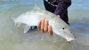 Leurres FishUp Real Craw (2)