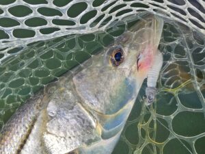 Leurres FishUp U-Shad