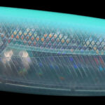 WAKE145-F - 40-CRYSTAL BABY BLUE