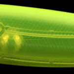 WAKE145-F - 42-CHART BACK YELLOW UV