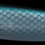 WAKE145-F - 44-KAMACHAN GHOST