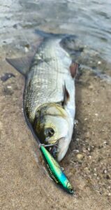 0bca55a1-2303-4d6d-8743-32b92a5efc35