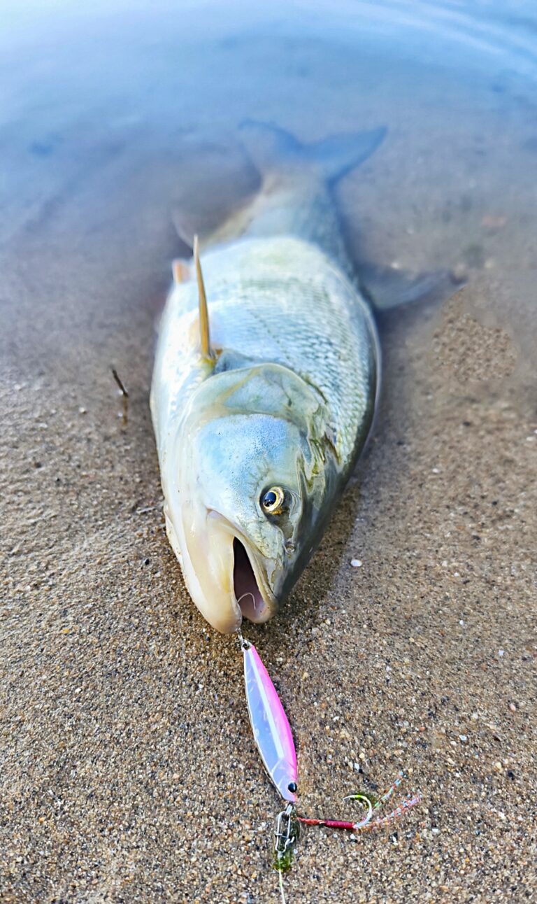 1000003268 L'aspe en automne