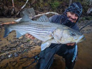 Bar rayé jackson debu nyoro 120 Armature traversante Bar rayé jackson debu nyoro 120 Armature traversante