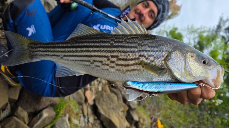 Striped Bass jackson debu nyoro 120 Armature traversante Leurres à armatures traversantes – Jackson