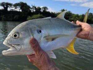 FishUp Tanta Carangue
