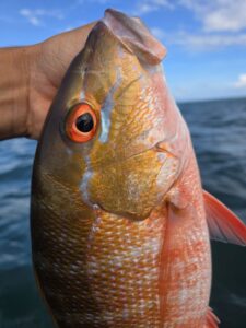 FishUp Tanta Pagre